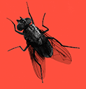FLY˙